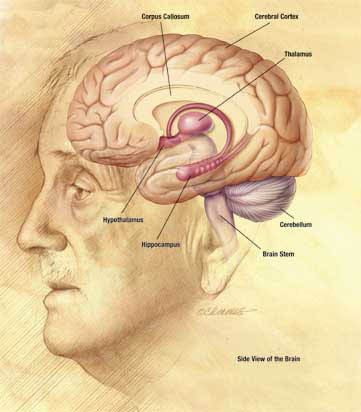 Inside the Human Brain